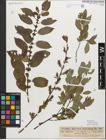 Foto von Salix myrsinifolia Salisb.